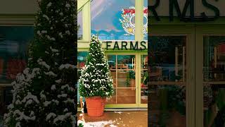 Daylesford Farm at Christmas cottage cottagecore house snow winter fyp cute [upl. by Yehtomit]