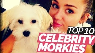 Top 10 Most Famous Morkie amp Yorkie Dogs  Part 1 [upl. by Eltsyrk426]