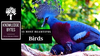 15 Most Beautiful Birds on Earth [upl. by Haslam]