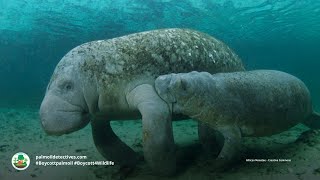 African Manatee Trichechus senegalensis  Africa [upl. by Nathanil547]