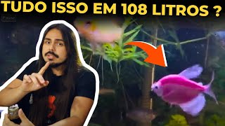 🔴TRICOGASTER COLISA TETRA MONJA LABEO BICOLOR ITUI CAVALO ETC EM 108 LITROS DO ROBSON [upl. by Ahsienom]