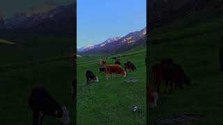 group of cows are grazing on green mountain slope at spring day with snowcapped peaks in the [upl. by Llemrej]