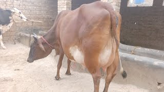 cholistani Frisian cross cow rabbta number03067258072 subscribe to channelpakistan 🌞 Sunday cow [upl. by Tabb]