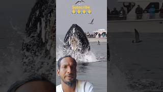 ✅Swimming with Humpback Whales Lunge Feeding Experience ✅ [upl. by Yle]