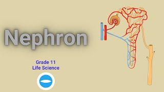 The Nephron structure and functions  Excretion in human  Grade 11 Life science [upl. by Sara698]