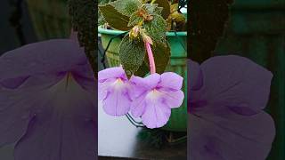 Achimenes flower flowers youtubeshorts [upl. by Nylcsoj]