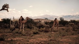 Mouflon Ram prefers to eat with Camels  Love Triangle [upl. by Mickey]