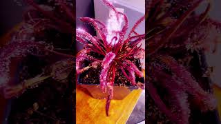 Drosera capensis all red variety [upl. by Rehttam]