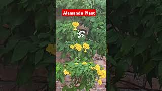 Alamanda plant nature floweringplant yellowflowers [upl. by Nadya]