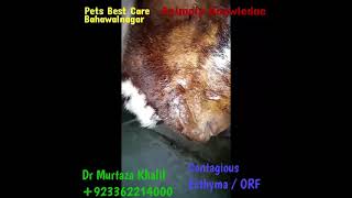 PPR Vs Contagious ecthyma disease  Goat 2 viruse disease Treatment  Goat farming  Dr Murtaza [upl. by Mcgray]