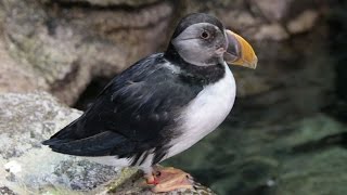 Atlantic Puffins [upl. by Caiaphas]