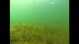 yellow perch and smallmouth bass Merrymeeting Lake 81717 [upl. by Lorelie342]