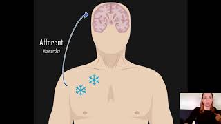 Afferent vs Efferent [upl. by Annuhsal]