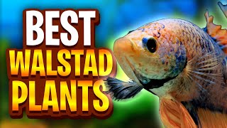 The Best Plants For Walstad Method Tanks Five Easy Plants For Planted Tanks [upl. by Raye]