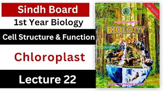 chloroplast  structure of chloroplast and its function  cell structure and function  class 11 [upl. by Nolrak]