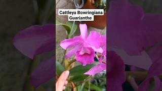 ORQUÍDEA CATTLEYA BOWRINGIANA GUARIANTHE orquídeas cattleya nature orchid orchids [upl. by Nohsyar]