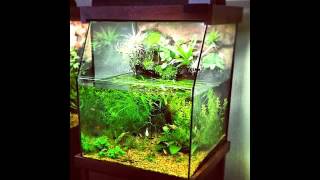 AquaPlantarium a Planted Aquarium  Paludarium  Vivarium  Terrarium  Mini Pond by DAS [upl. by Muir109]