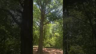 Cicadas chirp loudly in wooded area in McCalla Alabama [upl. by Amedeo]