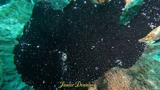 An Enormous Giant Painted Frog Fish Antennarius pictus In Moalboal Cebu Philippines 🇵🇭 [upl. by Derby]