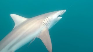 Huge Shark Caught Off Cairns Queensland [upl. by Oilegor174]