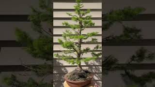 Wiring an Alberta Spruce bonsai [upl. by Isleana]