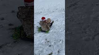 Sledding Down A Hill With My Best Friend🐶❄️ [upl. by Augusta]