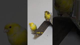 Canary bird singing foryou fyp canary kenari canario shorts youtubeshorts viral explore [upl. by Findley460]