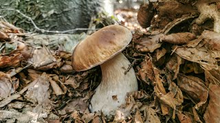 Porcini in Appennino fra faggi e spie [upl. by Aip]