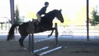 Setting Up Trot amp Canter Bounces for Horses [upl. by Swamy]