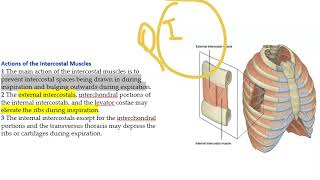 Anatomy Thorax 242 External InterCostal Musle Nerve Supply Action Bucket Handle Movement Inspiration [upl. by Sal]