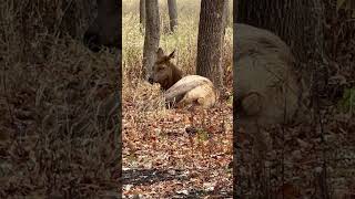 Elks in November at Busse Forest Elk Pasture Elk Grove Village [upl. by Eisler]