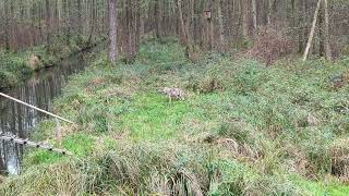 Begegnung mit einem Wolf im Spreewald [upl. by Greggs]