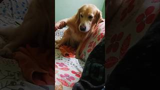 Drama Everyday 😰😨goldenretrievermomomaggie doglover dog love music song goldenretriever [upl. by Nothgiel178]