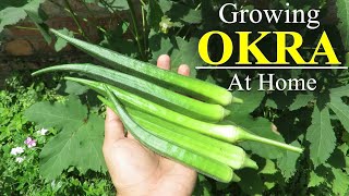 Growing Okra From Seed  Okra Plant Growing in Containers at Home  How To Grow Okra [upl. by Seavir]