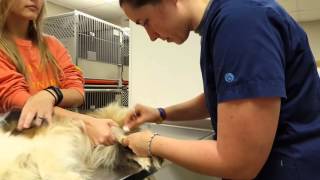 Lateral saphenous venipuncture canine [upl. by Accemahs]