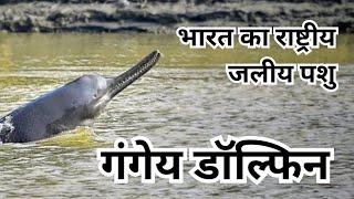 Ganges River Dolphin  platanista gangetica गंगेय डॉल्फिन  राष्ट्रीय जलीय पशु  घाघरा नदी में सूस [upl. by Deni]