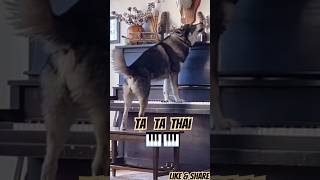 Ta ta thai  dog piano  Dog dubbing video  animals lifestyles shorts music piano dubbed [upl. by Angelis]