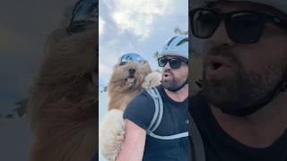 How I Take My Dog On Backpack Bike Rides 🐻🎒 goldendoodle dogbackpack dogdad ebike [upl. by Yauqaj590]