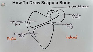 How To Draw Scapula Bone  Anatomy Diagram [upl. by Fawna]