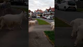 Great Orme Goats on the streets of Llandudno this morning [upl. by Eldrida641]