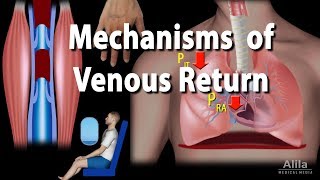 Mechanisms of Venous Return Animation [upl. by Iloj]