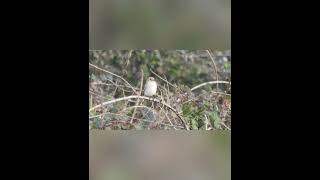 Daurian Shrike Bempton RSPB 6th October 2024 [upl. by Nawrocki528]