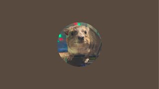 Squiggy the Hyraxs HyraxTube is live [upl. by Alyel]