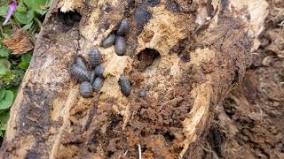 Closeup of some Pill Bugs roly poly bugs which are a terrestrial crustacean [upl. by Husein219]