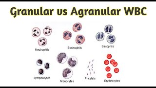 Granular amp Agranular wbc [upl. by Liagabba396]