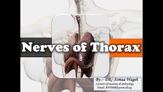 Large nerves of the Thorax [upl. by Elleda]