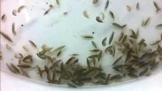 GammarusAlimento vivo para peces Live fish food [upl. by Nibroc]