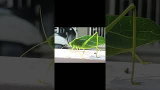 Leaf like moth nature insct insects animals wildlife butterfly viral trending shortsvideo [upl. by Laktasic597]