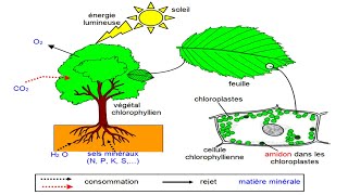 La Photosynthèse cours de physiologie végétale [upl. by Binni]