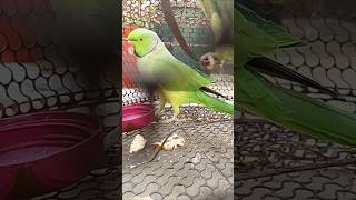 parrot parrottalking parrotlover birds funny [upl. by Thetes]